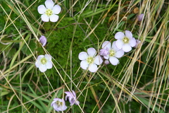 Gentianella cerastioides