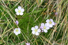 Gentianella cerastioides