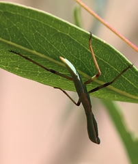 Orthodera