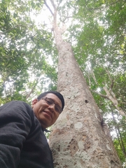 Melicoccus oliviformis