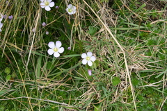 Gentianella cerastioides