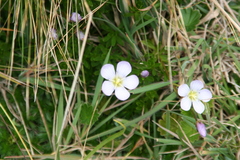 Gentianella cerastioides