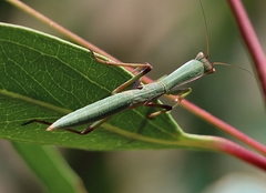 Orthodera