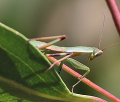 Orthodera