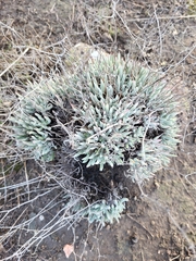 Dudleya attenuata