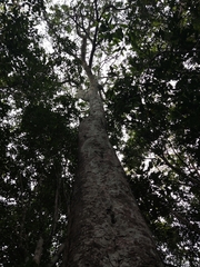 Melicoccus oliviformis