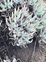 Dudleya attenuata
