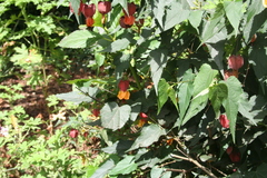 Callianthe megapotamica