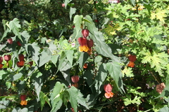 Callianthe megapotamica