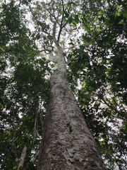 Melicoccus oliviformis