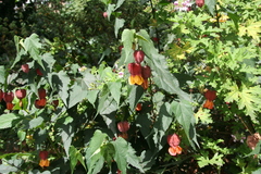 Callianthe megapotamica