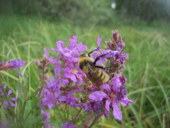 Bombus distinguendus