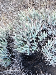 Dudleya attenuata