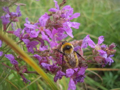 Bombus distinguendus