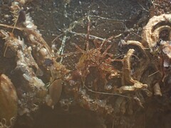 Ammothea australiensis