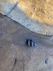 Littorina scutulata