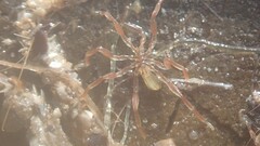 Ammothea australiensis