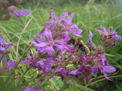 Bombus distinguendus