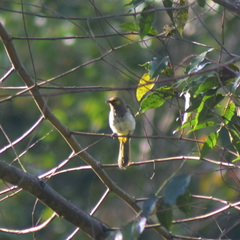 Pycnonotus bimaculatus