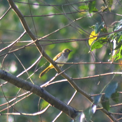 Pycnonotus bimaculatus