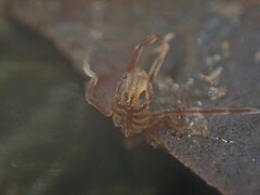 Ammothea australiensis