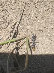 Myrmecia mandibularis