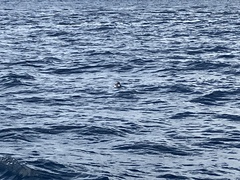 Puffinus gavia