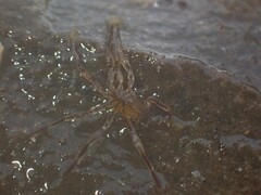 Ammothea australiensis