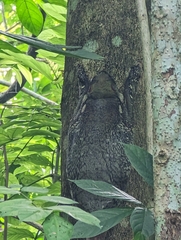 Galeopterus variegatus