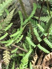 Gleichenia microphylla