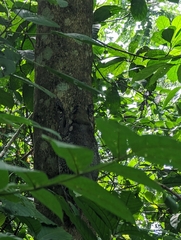 Galeopterus variegatus