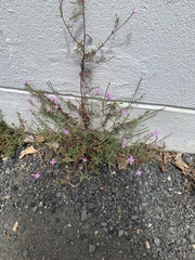 Epilobium billardiereanum cinereum