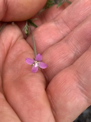 Epilobium billardiereanum cinereum