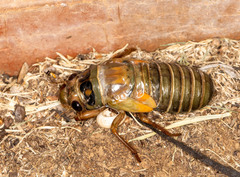 Macrotristria angularis