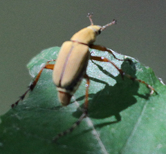 Macrodactylus subspinosus