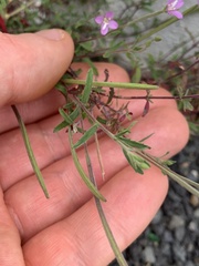 Epilobium billardiereanum cinereum