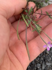 Epilobium billardiereanum cinereum