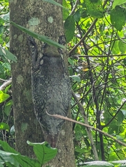 Galeopterus variegatus