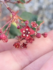 Ribes viburnifolium