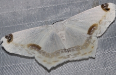 Sericoptera mahometaria
