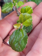 Ribes viburnifolium