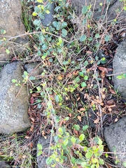 Ribes viburnifolium