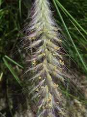 Cenchrus setaceus