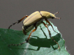 Macrodactylus subspinosus