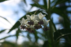 Gomphocarpus physocarpus