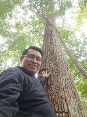 Pseudobombax ellipticum