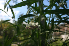Gomphocarpus physocarpus