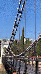 Chroicocephalus ridibundus