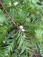 Taxodiomyia