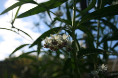 Gomphocarpus physocarpus